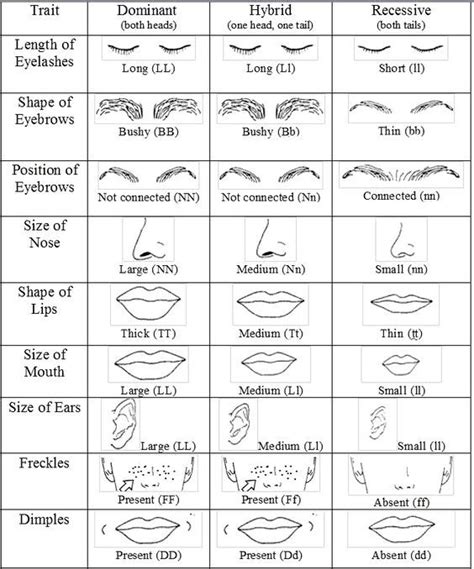 Recessive/Dominant Trait activity | Aula de ciências, Ensino de biologia, Ensino de ciências