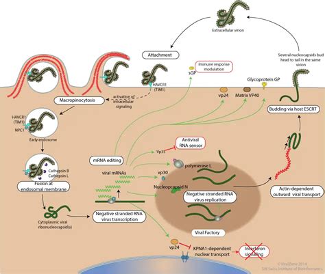 Ebola Virus - Structure, Genome, Replication, Pathogenesis - Biology ...