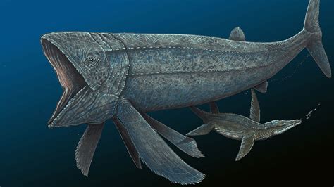 This ancient fish was bigger than a whale shark—and faster than ...