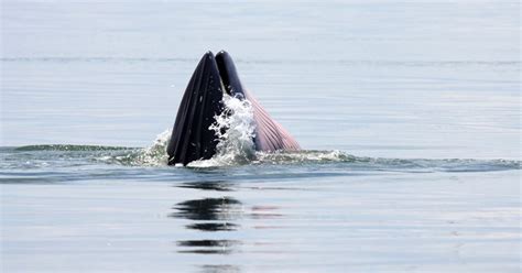 Finback Whale (Balaenoptera physalus) | about animals