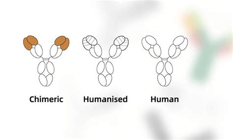 Antibody Humanization | Biointron