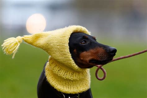 125th Annual Crufts Dog Show Photos - ABC News