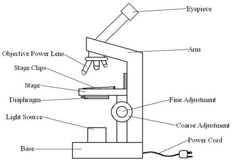 simple light microscope diagram - Clip Art Library