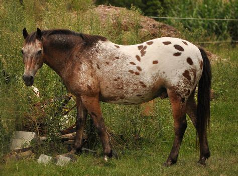 94 Varnish roan and roany Appaloosa horses ideas in 2021 | appaloosa ...