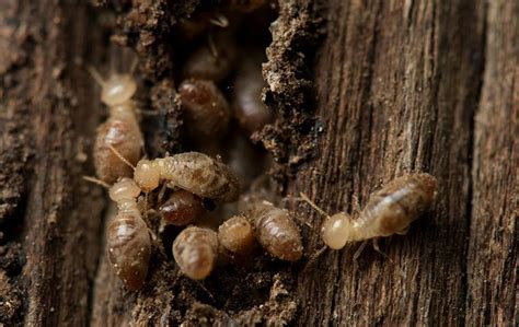 Blog - Why Homes in Eureka, California, Need Professional Termite Protection