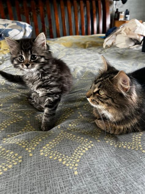 Long Hair Tabby Kittens Boy & Girl | in Laurencekirk, Aberdeenshire | Gumtree