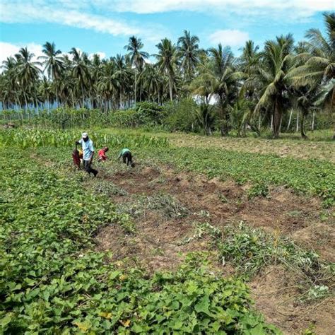 Papua New Guinea | Agriculture Research Projects | ACIAR