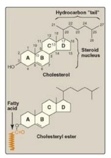 Structure of Cholesterol - Biochemistry