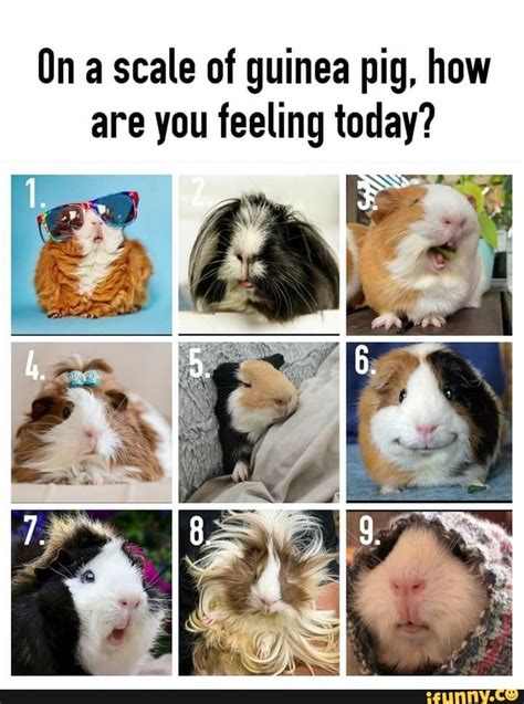 On a scale of guinea pig, how are you feeling today? - iFunny | Guinea pigs funny, Guinea pigs ...