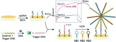 Ultrasensitive detection of Staphylococcal enterotoxin B in milk based on target-triggered ...