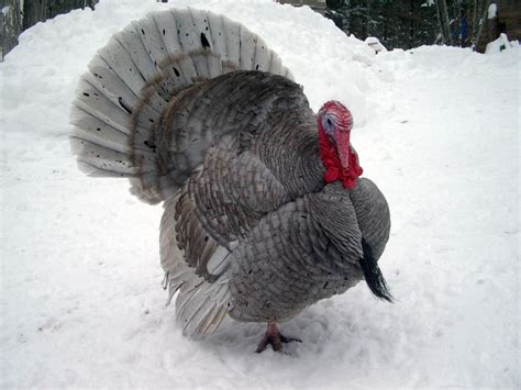 Free wallpaper Blue slate turkey bird photo | Turkey bird, Turkey breeds, Raising turkeys