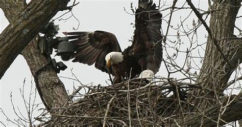 Decorah eagles: Watch live video from the nest