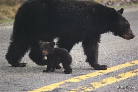 "Black Bear Mother & Cub" by Molly Kinsey | Redbubble