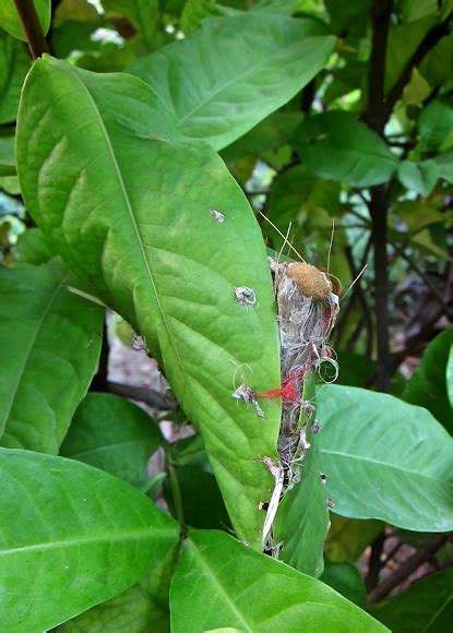 Common Tailorbird's nest | Project Noah