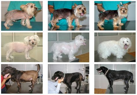 Cushing's Disease in Dogs