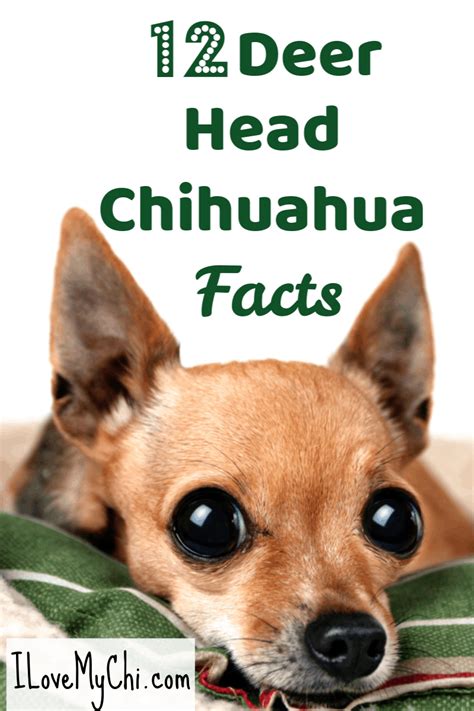 12 Facts About Deer Head Chihuahuas - I Love My Chi