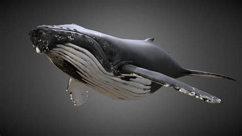 Knølhval (Megaptera Novaeangliae) Humpback Whale - 3D model by R.Steen (@roste) [a1c998d ...