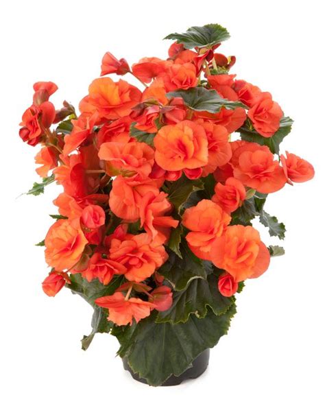 Begonia elatior Solenia Orange | Lucas Greenhouses