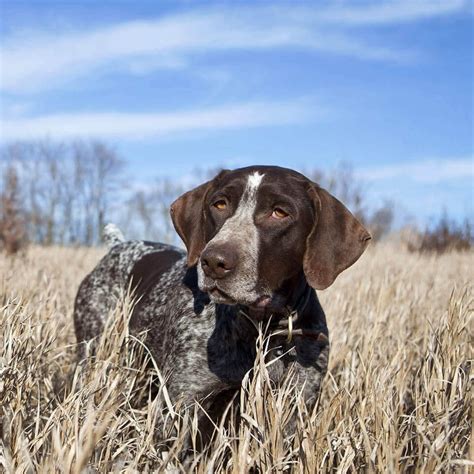 Quail Hunting Dogs | Quail Hunting Georgia