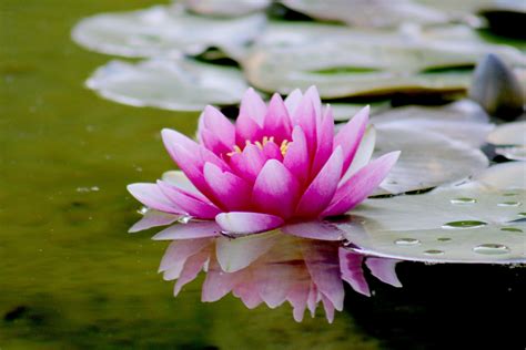 1000+ Beautiful Lotus Flower Photos · Pexels · Free Stock Photos