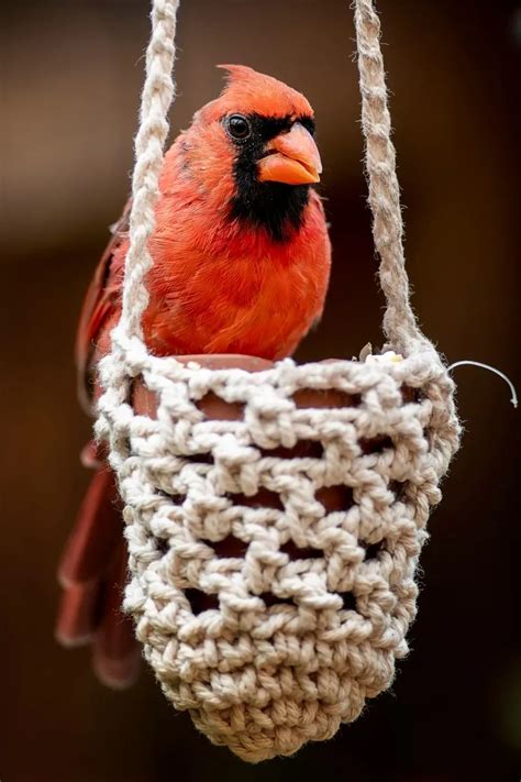 Red Cardinal - Biblical Meaning - Bible Wings