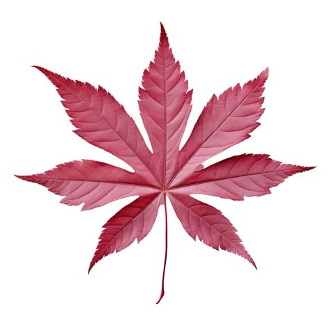 AI generated Japanese maple leaf clip art 34968639 PNG