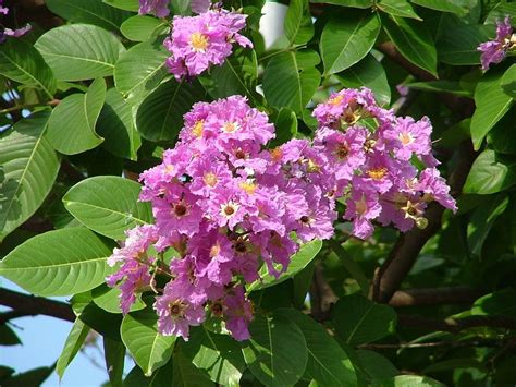 INSF Maharashtra: Tamhini, Jarul. Lagerstroemia speciosa[ | Lagerstroemia, Herbal plants, Banaba