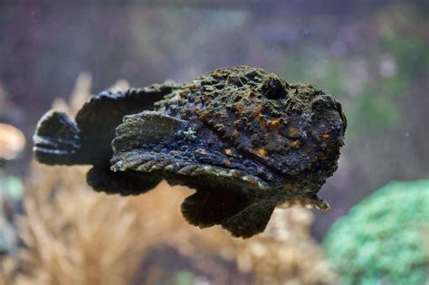 Stonefish Facts: The Most Venomous Fish in the World