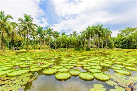 1 Day Xishuangbanna City Tour with Tropical Botanical Garden 2023 ...