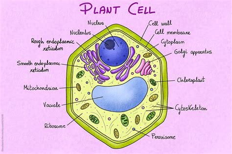 "Plant Cell Anatomy" by Stocksy Contributor "Elena Saurius & Dani Rex" - Stocksy