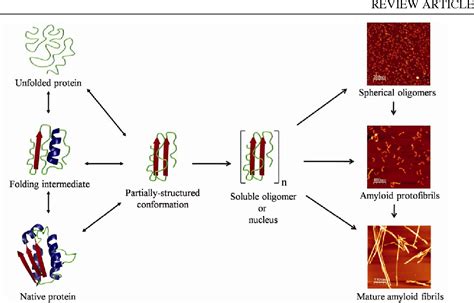 Figure 3 from Mechanisms of amyloid fibril formation by proteins ...