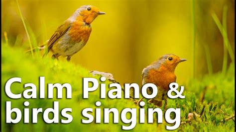 Relaxing Music - Calm Piano Music with Birds Singing - YouTube