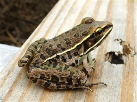 Frogs and Toads of New York