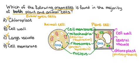 Animal Cell Chloroplast