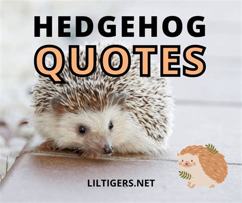 20 Cute Hedgehog Quotes, Sayings, and Wishes - Lil Tigers Lil Tigers