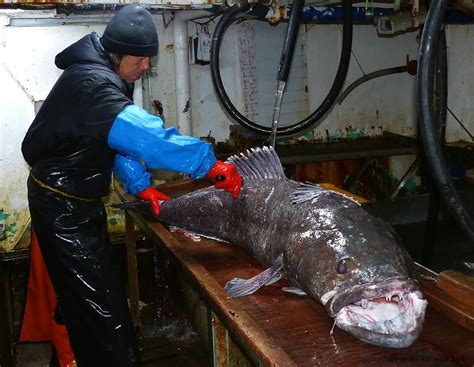 Patagonian toothfish sampling project in Argentina/Uruguay Common Fishing Zone — MercoPress