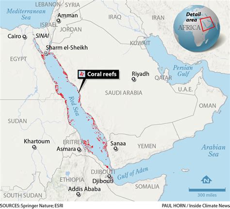 The Red Sea Could be a Climate Refuge for Coral Reefs - Inside Climate News