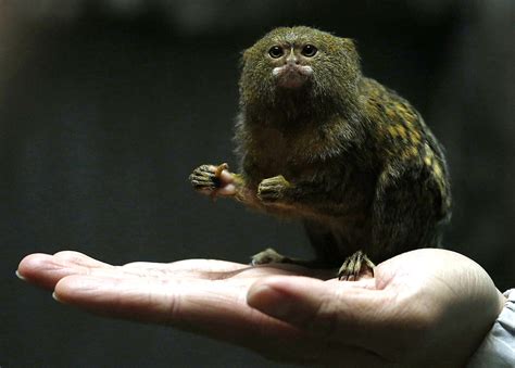 Monkey Mania: World's smallest monkey - CGTN