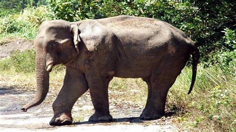 Mengenal Perbedaan Gajah Asia dan Gajah Afrika: Bentuk Kepala, Telinga ...