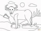 Water Buffalo coloring Page  Free Printable Coloring Pages sketch template