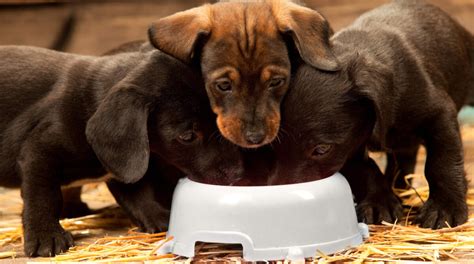 Best Dachshund Puppy Food - Welcome To The Sausage Dog World