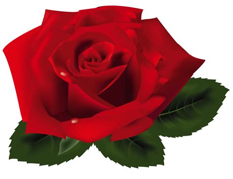 271 views | Red rose png, Rose flower png, Rosé png