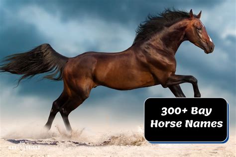 370+ Perfect Bay Horse Names for Stallions, Geldings & Mares