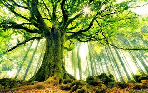 40 Beautiful Tree Photography examples from around the world