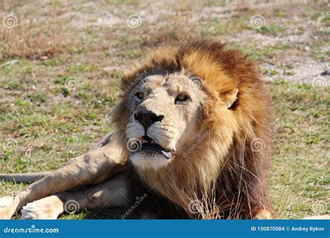 Lion with a Brown-golden Mane Stock Photo - Image of large, mammal ...