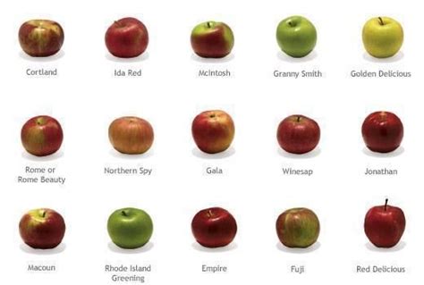 Visual guide to over a dozen apple varieties | Fruit, Apple fruit, Variety of fruits