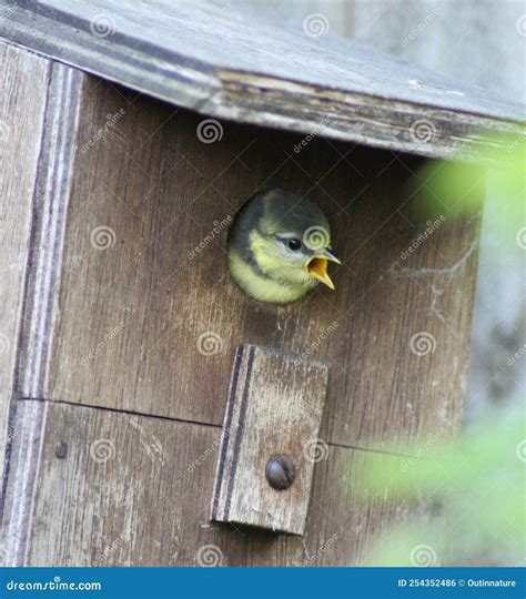 Baby Bird in a Nest Box in a Tree Stock Photo - Image of nature, peeks: 254352486