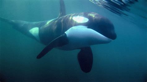 Great Animated Orca And Killer Whale Gifs at Best Animations [Video] | Marine animals, Killer ...