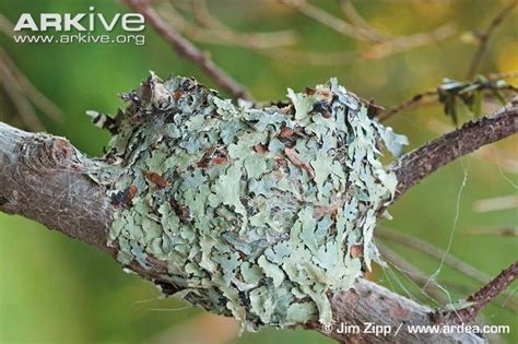 ruby throated hummingbird nest - Google Search | Hummingbird nests, Hummingbird photos, Ruby ...