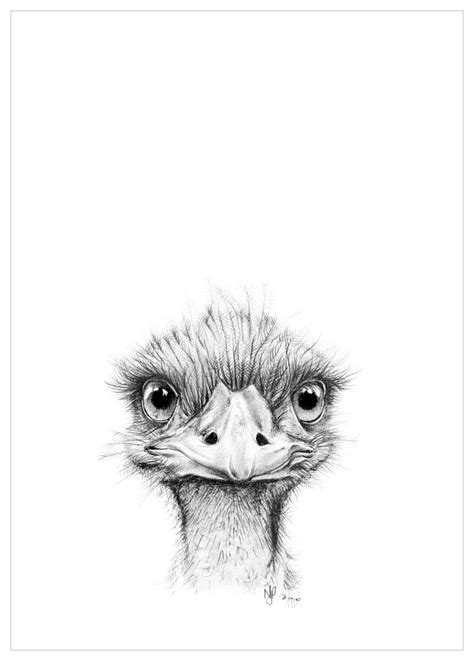 Emu Pencil Drawing